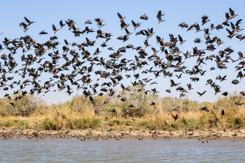 oiseaux dakar séjour solidaire